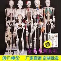 人体骨骼模型骨架小白全身真人仿真医学，带肌肉可拆卸骷髅脊柱美术