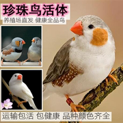 珍珠鸟活体一对宠物鸟灰色白色驼色幼鸟成年灰白文宠物上手鸟
