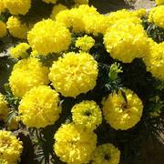 花卉种子大黄色万寿菊花菊花种子四季易种室内盆栽花园观赏花种籽