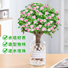 金枝玉叶盆栽水培多肉植物，老桩盆景室内办公桌面绿植花卉好养肉肉