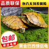 乌龟活物招财黄金龟巴西龟活物宠物龟观赏龟大乌龟小乌龟水龟活体