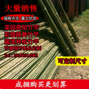 菜架竹竿菜园搭架竹子细粗种菜2米长支架彩旗豆角黄瓜爬藤竹杆棍