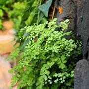 铁线蕨喜水植物室内外假山石造景素材水陆缸造景雨林缸背景墙盆栽