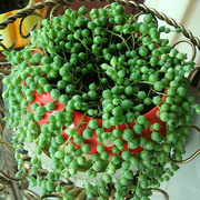 佛珠珍珠吊兰盆栽垂吊植物，室内绿植阳台情人，泪多肉植物花卉盆景