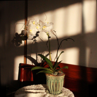 蝴蝶兰创意花盆2023客厅陶瓷，镂空盆透气文心兰，专用盆洋兰花盆