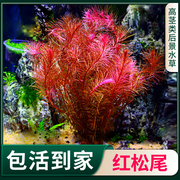 红松尾鱼缸真水草红色，水草水族箱造景，草中后景有茎类增氧淡水植物