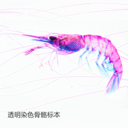 透明骨骼标本虾甲壳类动物，手工制作礼物摆件装饰模型