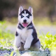 随州纯种哈士奇幼犬活体西伯利亚雪橇犬，二哈幼犬蓝眼哈士奇幼崽宠