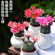 绯花玉仙人球开花品种室内可爱小盆栽桌面防辐射仙人掌类多肉植物。