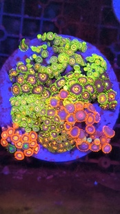 海水纽扣珊瑚海缸除藻生物海水珊瑚沙群海葵花群海葵造景海缸观赏
