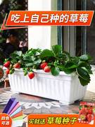 。草莓盆栽专用盆长方形带托盘塑料加厚长型种花花盆丨种菜阳台种