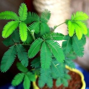 含羞草种子盆栽花草花卉，种子阳台庭院种植易种盆栽，花籽害羞草种籽