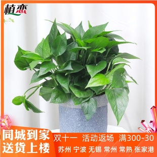 绿萝小盆栽　室内植物新房装修去甲醛植物净化空气上海杭州苏州