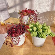 速发新玉坠多肉植物稀有s品种阳台组合盆栽，室内桌面绿植花卉垂吊