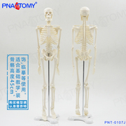 PNATOMY 经典款45cm骨骼模型可拆可可摆造型小型人体骨架模型