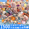 鱼缸天然贝壳海螺海星创意造景，珊瑚卷贝鱼水族箱寄居蟹装饰品套餐