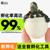 花龟乌龟蛋可孵化套装龟苗儿童宠物草龟苗巴西龟珍珠龟小乌龟活物