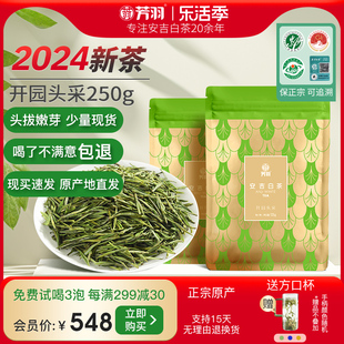 2024年新茶上市芳羽安吉白茶开园头，采250g茶叶正宗明前春茶绿茶