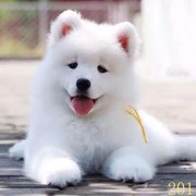 扬州萨摩耶幼犬纯种萨摩耶犬活体微笑天使萨摩耶小狗雪橇犬哈士奇