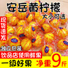 四川安岳黄柠檬一级果皮薄多汁当季水果香柠檬大中小整箱5斤