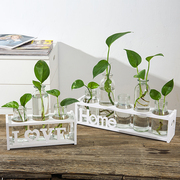 创意水培小花瓶透明玻璃水养绿萝植物花盆桌面装饰办公室摆件插花