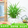 金边吊兰盆栽绿植，办公桌室内客厅植物，净化空气吸甲醛花卉