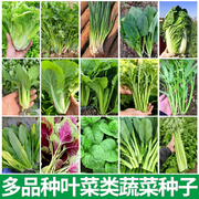 四季盆栽蔬菜种孑阳台菠菜，小葱青菜韭菜空心菜香菜种子，生菜白菜籽(白菜籽)