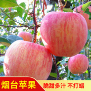 新鲜苹果水果山东烟台栖霞苹果红富士孕妇好吃不打蜡脆甜10斤