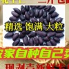 生的大粒黑花生米500g 新货手工养胃不带壳瘪籽黑皮花生仁
