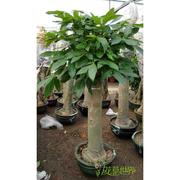 特大型单杆发财树盆栽 粗壮好养绿植室内植物盆景 上海送货上门