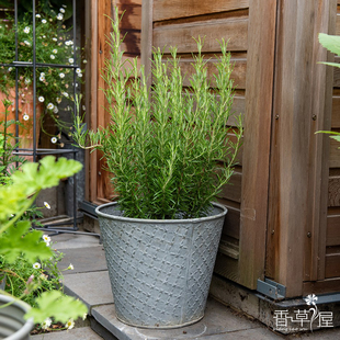 香草屋 迷迭香 多品种可选香草植物 西餐料理 食用盆栽