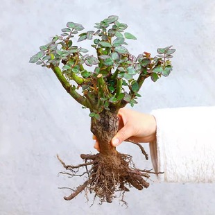 玫瑰花树苗盆栽花卉植物，室内花月季花苗，四季开花绿植特大花带花苗