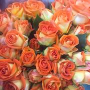 荷兰品种阳台微月狂欢泡泡颜色俏丽可瓶插橙色的丰花玫瑰花苗四季