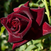 黑巴克切花月季花苗玫瑰特大花黑红色玫瑰四季开花卉盆栽绿植物