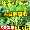 鸡毛菜菜籽种四季速生小白菜青菜油菜上海青蔬菜种子种孑大全种籽