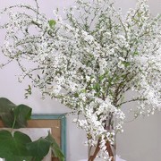 雪柳干枝水养鲜支带芽喷雪花冬季室内客厅桌面盆栽年宵水培花卉