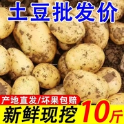 超低价新鲜黄皮黄心土豆新鲜现挖马铃薯当季蔬菜农家土豆