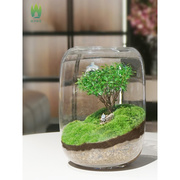 生命之树小叶赤楠植物造景苔藓微景观生态瓶桌面青苔摆件成品