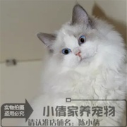 美国布偶猫cfa血统纯种猫，活体海豹手套色，弟弟蓝眼布偶猫幼猫公x