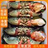 两斤装净重4~6只 东山岛鲜活青蟹螃蟹公蟹燕母处子蟹菜鲟一级肉蟹