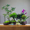 植物室内绿植盲盒盆景，小盆栽花卉桌面，办公室茶室阳台迷你