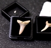 天然锥齿鲨鱼牙化石科普教学标本海洋古生物动物牙齿原石头收藏