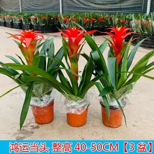 四季鸿运当头盆栽植物，凤梨花苗水培花卉鲜花，红星凤梨绿花植物水养