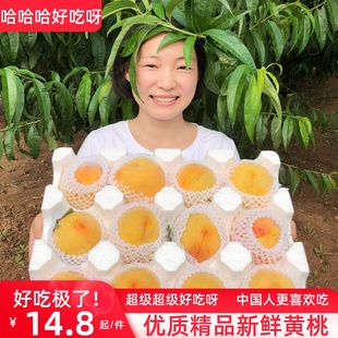 现摘砀山新鲜大黄桃10斤时令应当季孕妇水果毛脆甜蜜桃子整箱