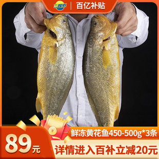 三都港鲜冻大黄花鱼新鲜生鲜，鲜活冰鲜海鱼，宁德黄花鱼450-500g*3条