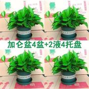 绿萝小盆栽　室内植物新房装修去甲醛植物净化空气上海杭州苏州