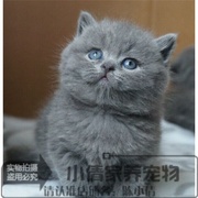 出售家养英短猫纯种蓝猫英国短毛猫幼猫活体宠物猫英短折耳猫x