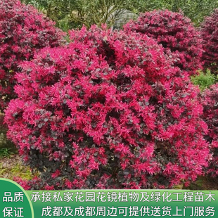 花镜植物红花继木苗别墅，庭院绿化植物，四季常青灌木盆景红叶球型树