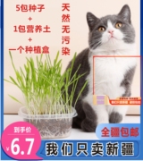 新疆手工成猫水晶猫草种植套装吐毛球助消化猫草种子简单套装