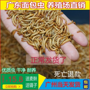 面包虫黄粉虫大麦虫活体饲料爬宠食物守宫蝎子鸟类蛙画眉八哥